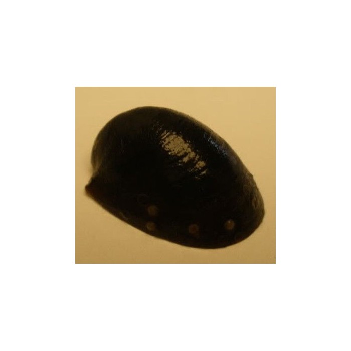 Salyangozlar - Karides-Salyangoz-Midye - Batman Nerite snail (Yosun  Canavarı) 4 Adet Özel Tür